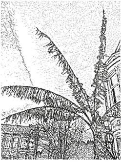 Palm