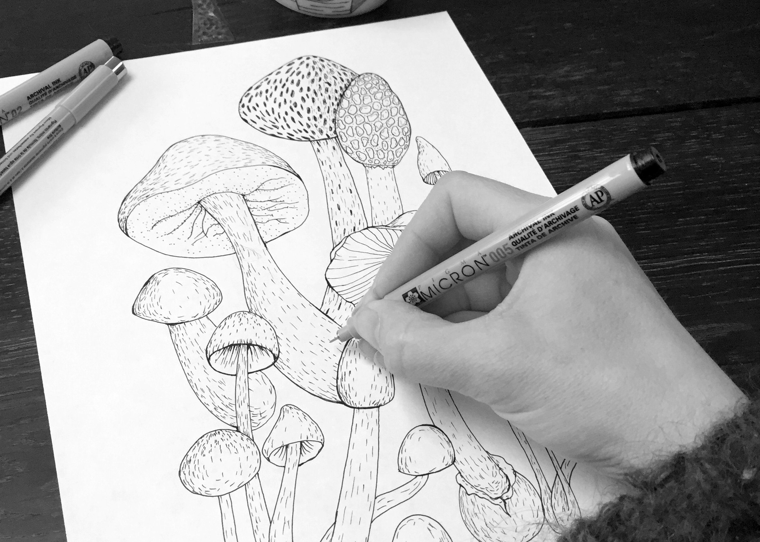 Drawing in Progress Mushrooms.jpg