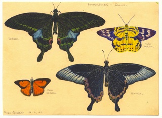 Ray Parkin painted the butterflies that flew around the Kwai Noi river and its valleys. In February 1943 he painted little else. He named them and dried others, sticking them to the ceiling of his hut in the camp with slivers of bamboo. 