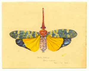 The Will-o-the-Wisp beetle given to Ray Parkin by Weary Dunlop while both were POWs in Konyu POW camp on the Thai Burma railway.