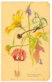 Tropical flowers from the Bandoeng POW camp on Java, August 1942. Ray loved nature and the colours of Java tantalised him.