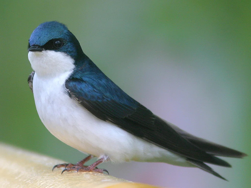 Tachycineta_bicolor1.jpg