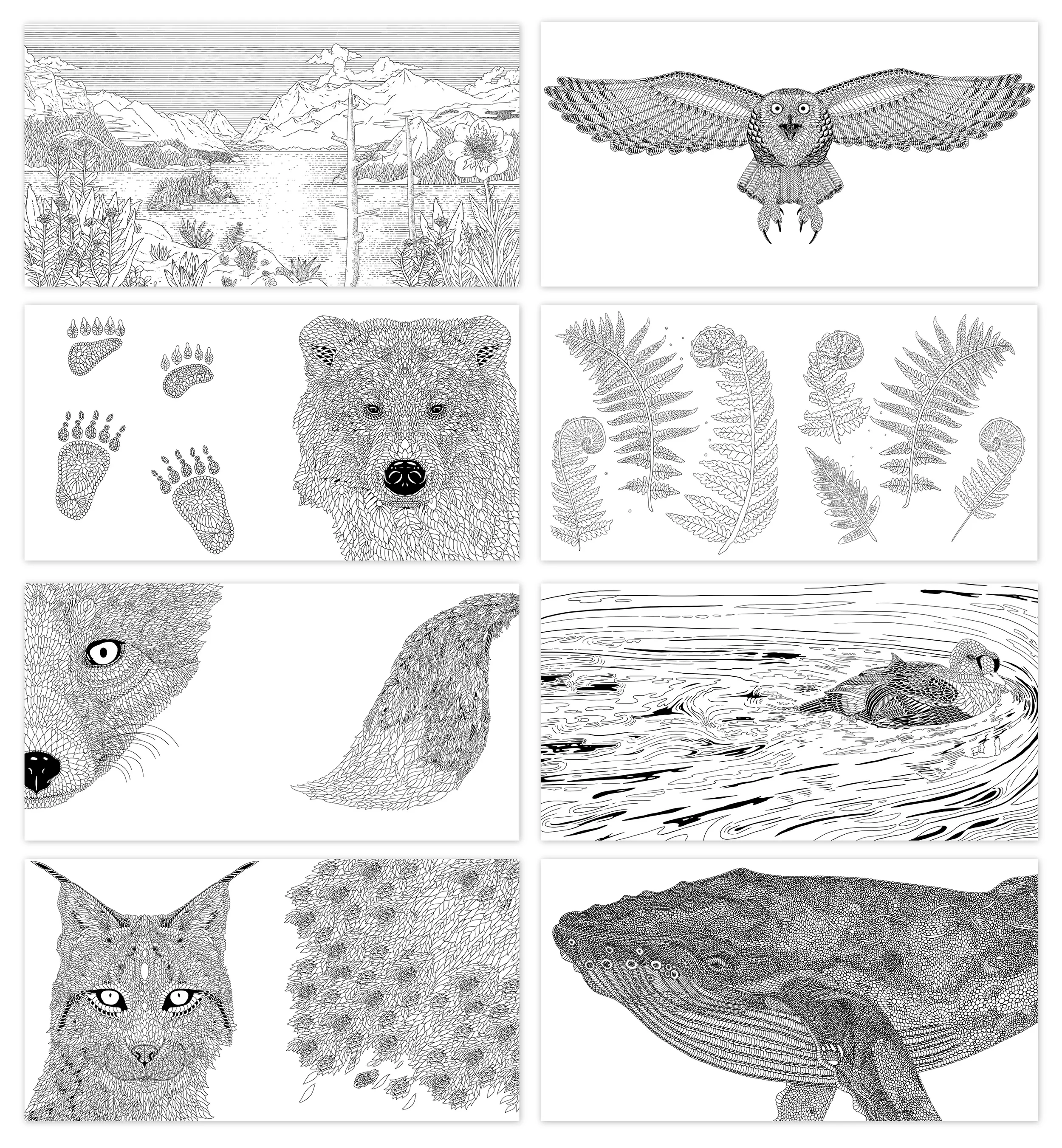 A selection of drawings from the book