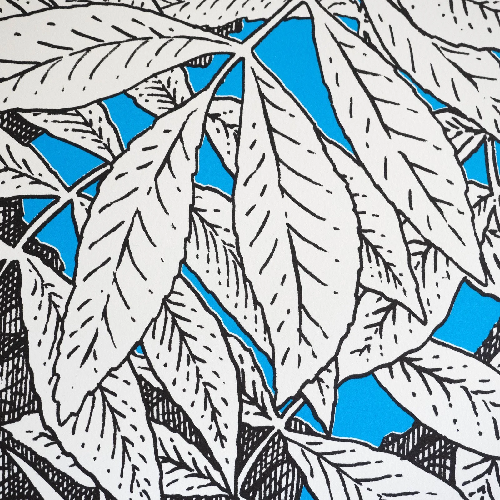 70x50+undergrowth+0b.jpg