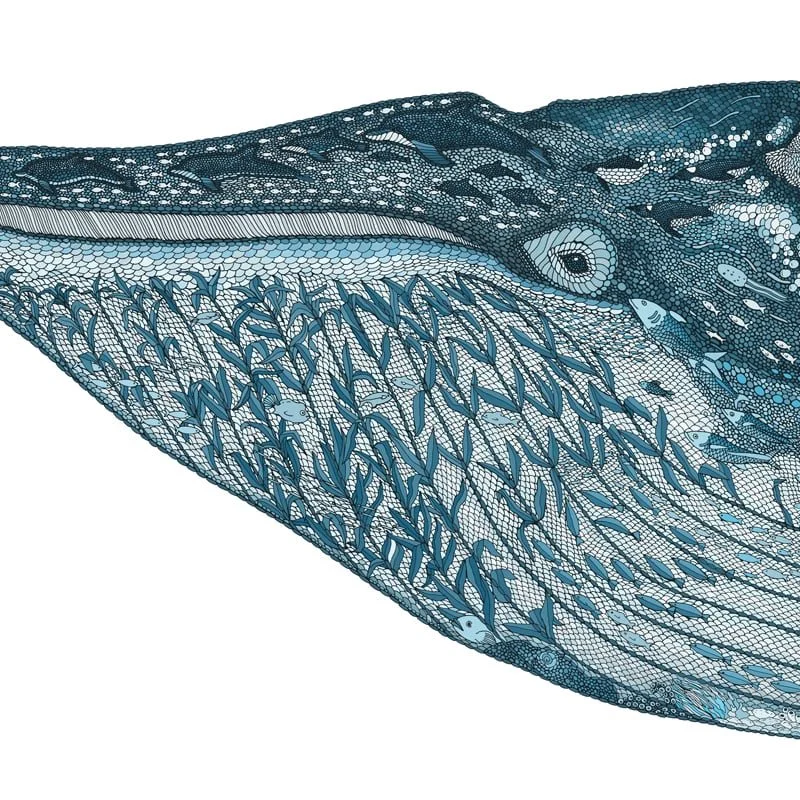 Blue_Whale_800sq_1.jpg