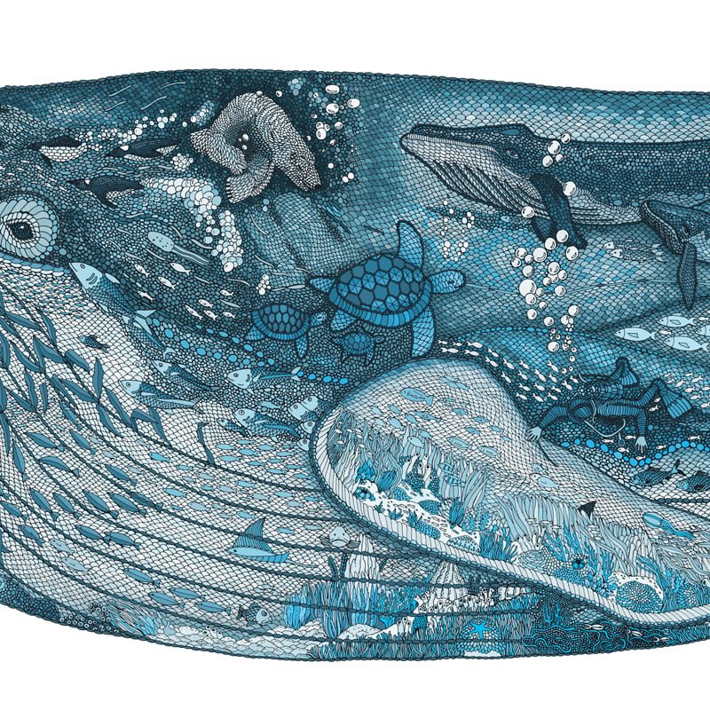 Blue_Whale_800sq_2.jpg