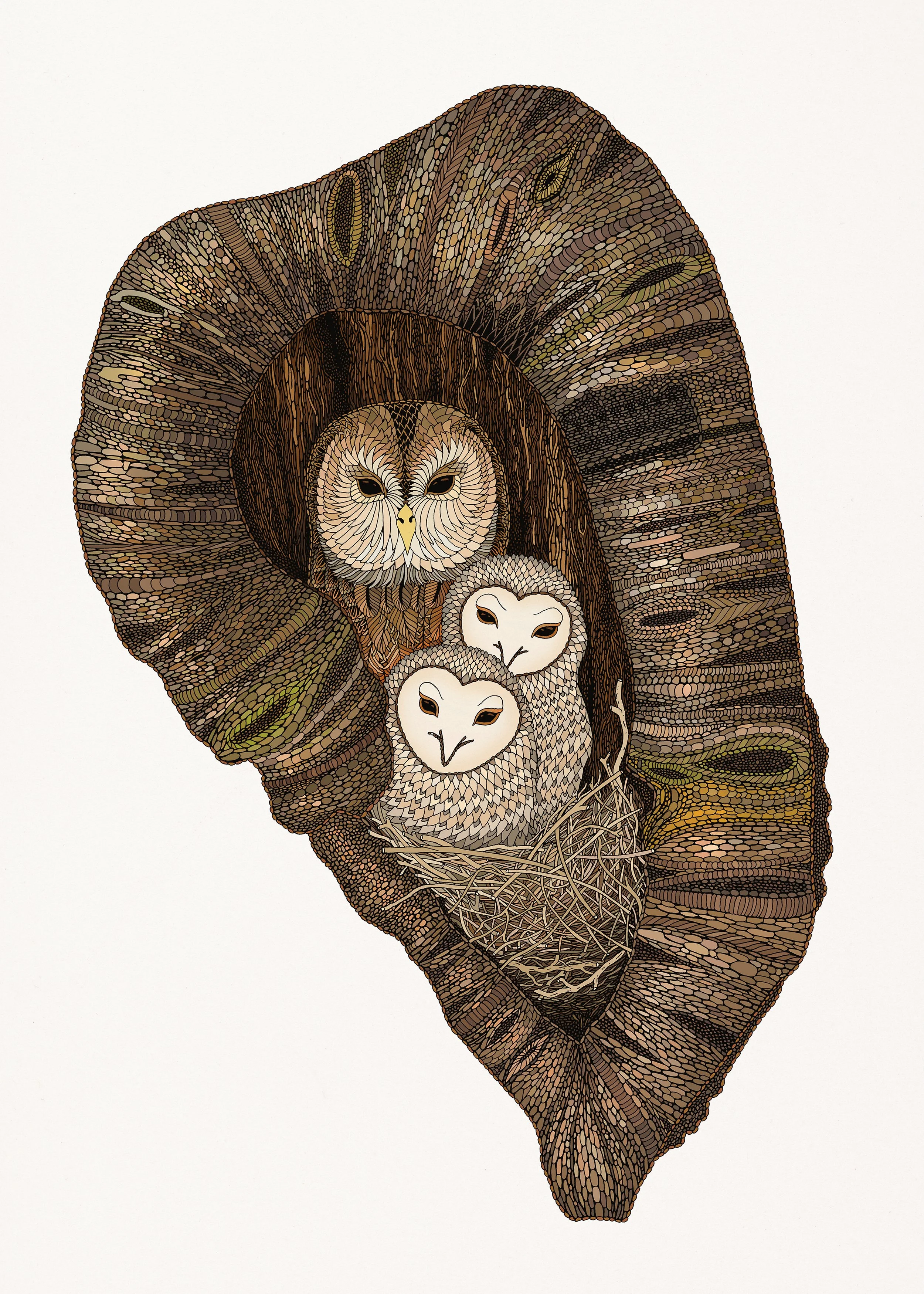 tawny nest COLOUR.jpg
