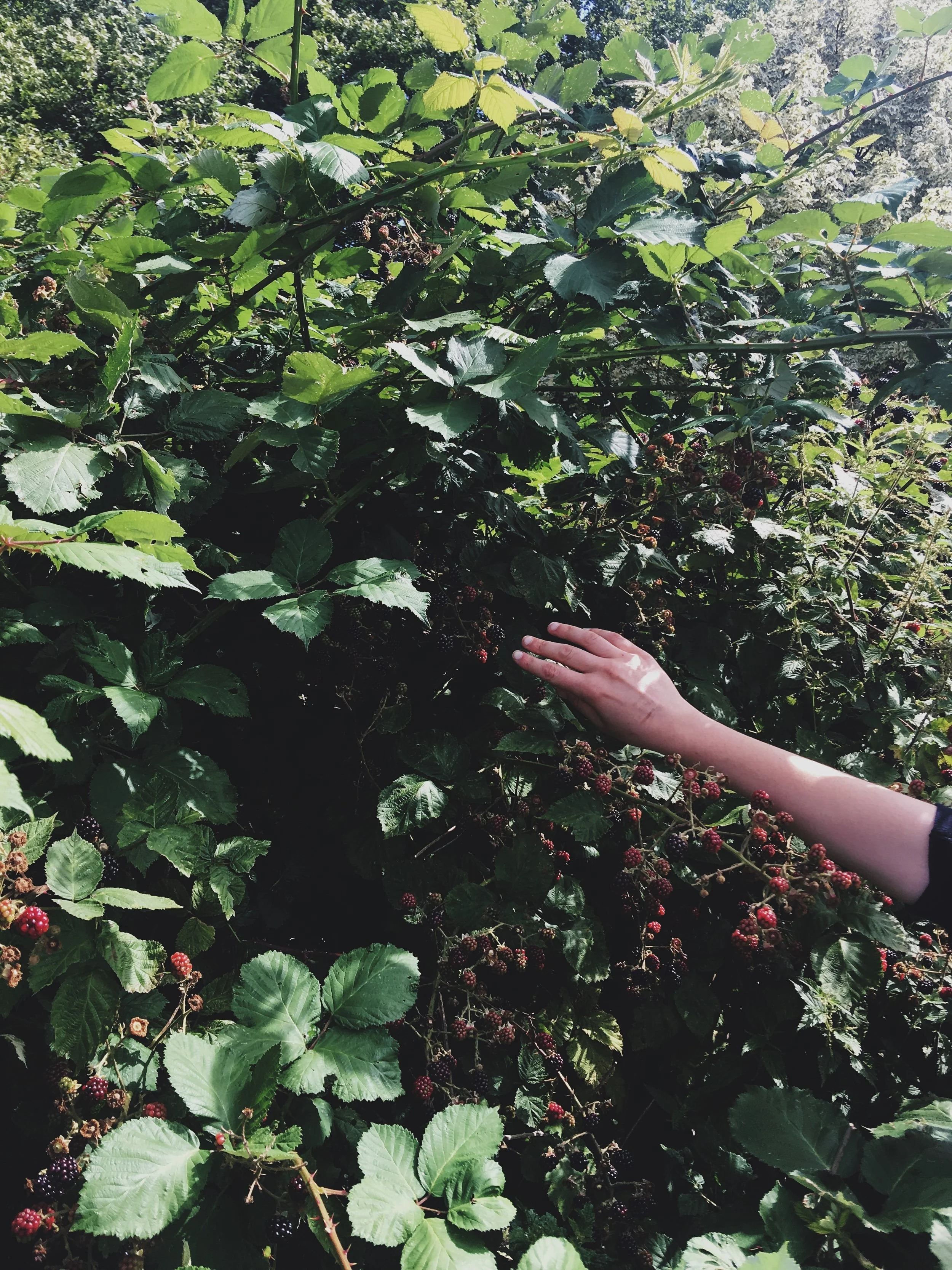 And we found lots and lots of blackberries...