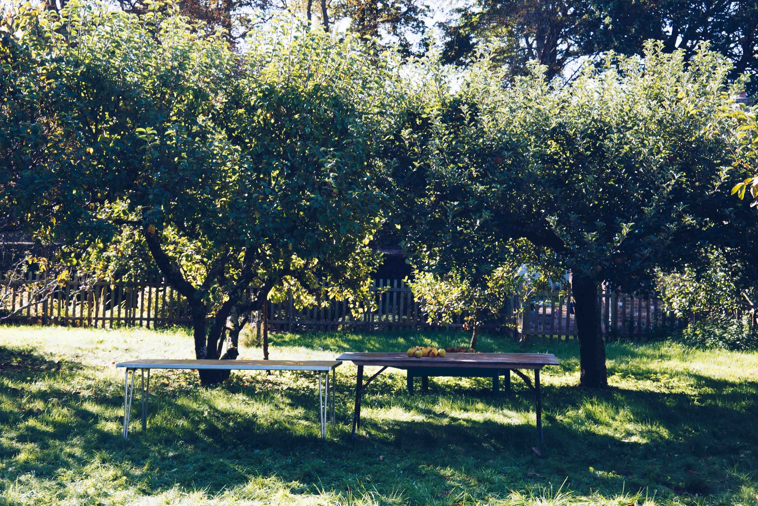 The Orchard