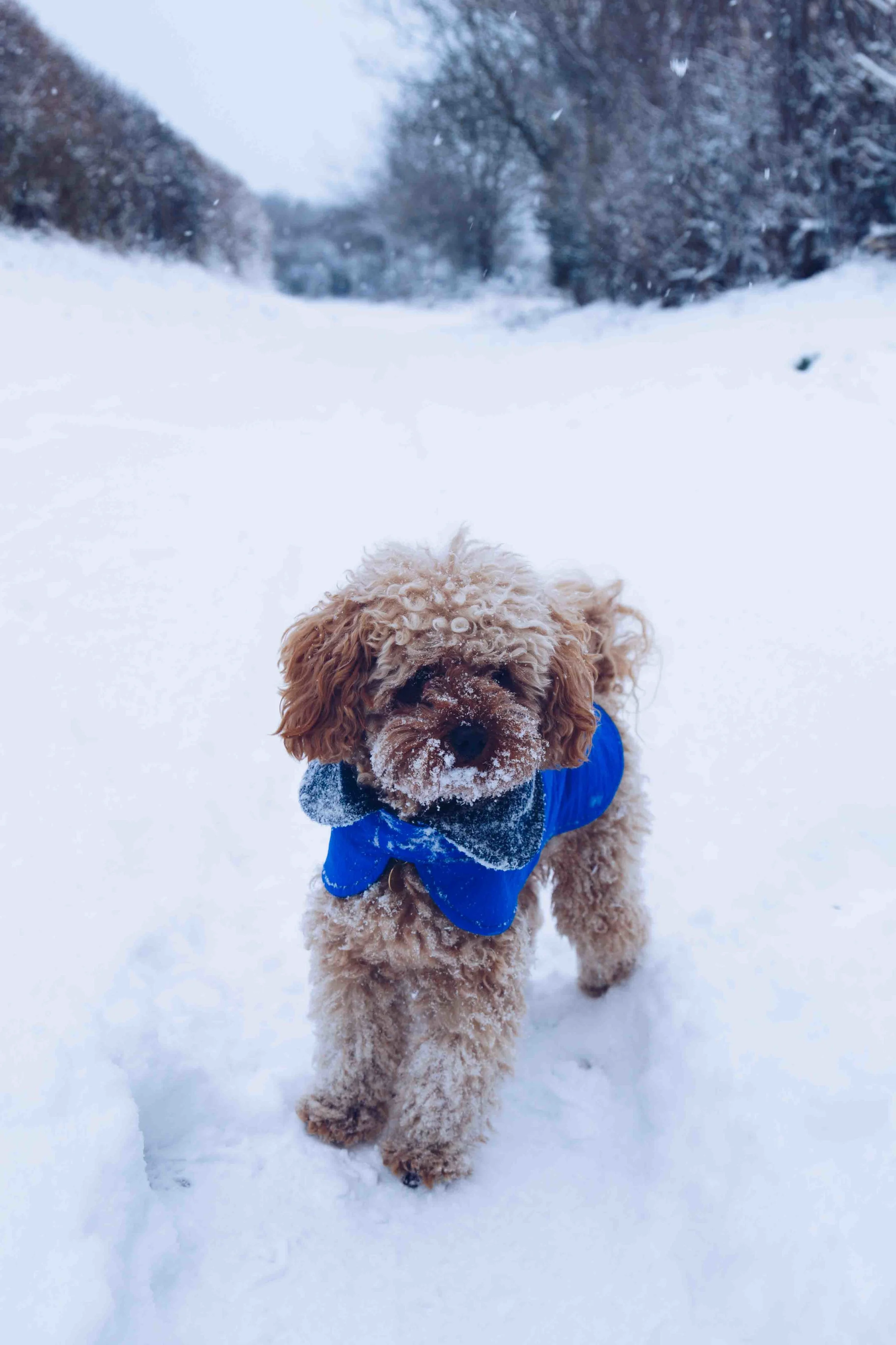 Otto was slightly bewildered by all the white and cold