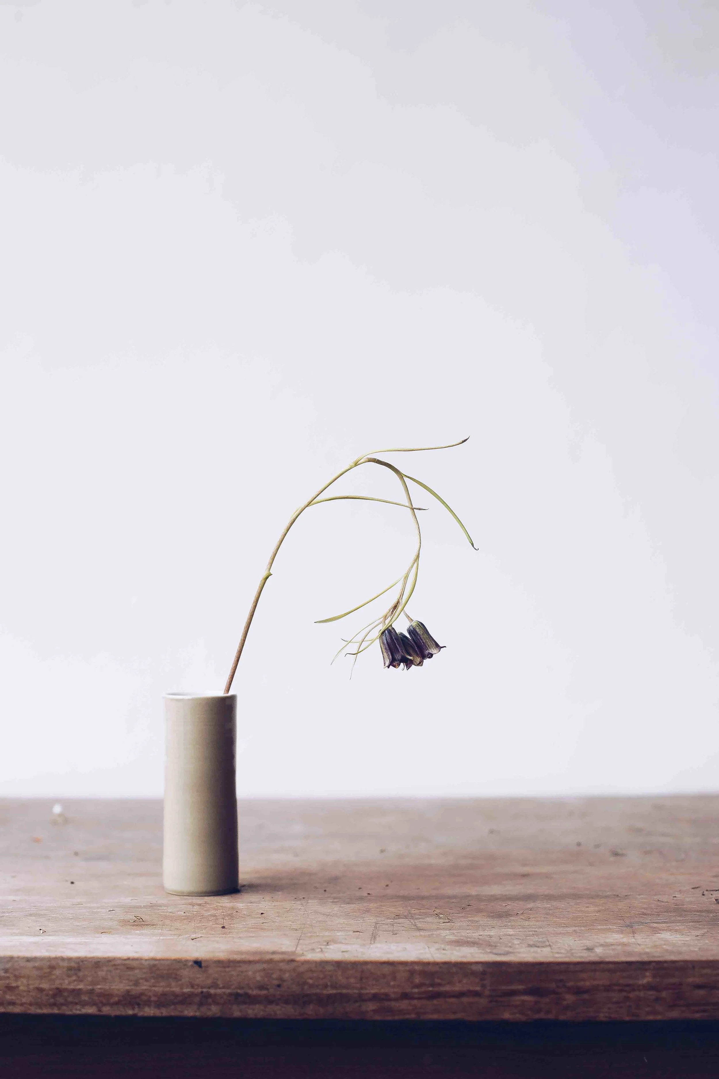 Botany March_Low Res145.jpg