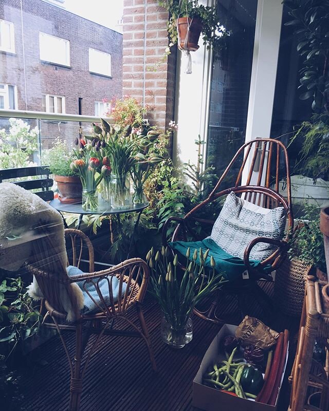 Balcony treasures- lots of tulips, broad beans, rhubarb and fresh peas to shell 🥬🐛