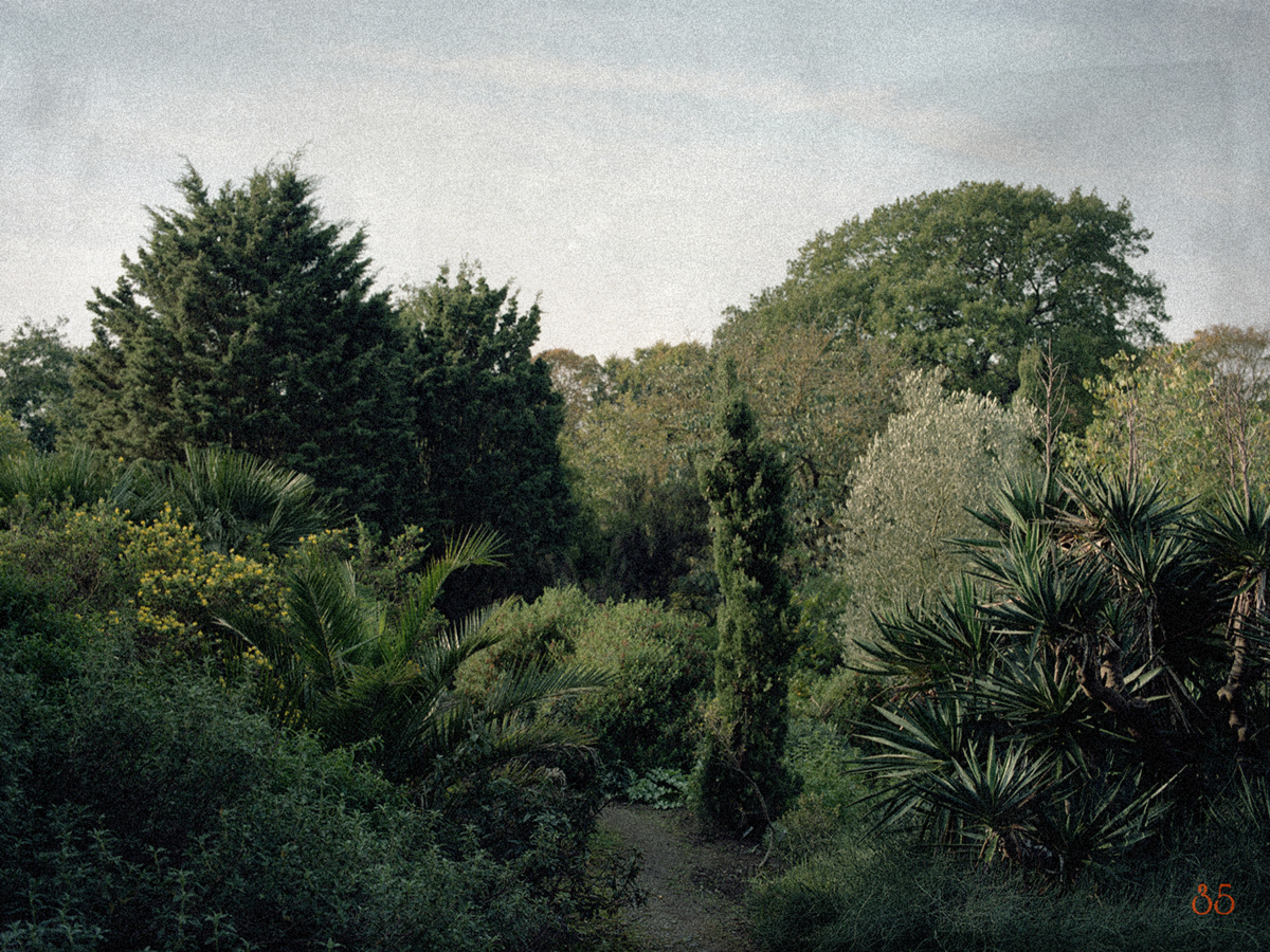  The Colony - Archive purports to be an archive of picture postcards depicting a single botanical garden. In  actuality, these are botanical gardens established in the colony of the former British Empire, created to  study plants and more importantly