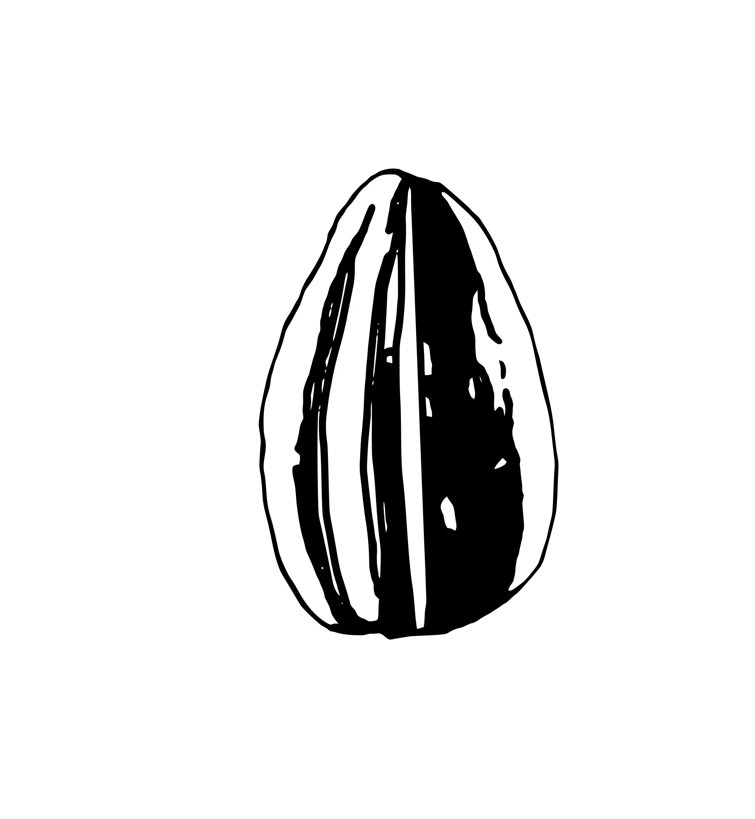 sunflower_seed.jpg