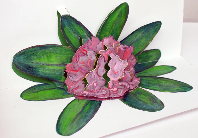 Rhododendron Pop-up