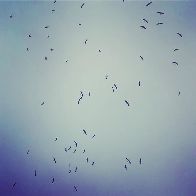Birds.Lots.