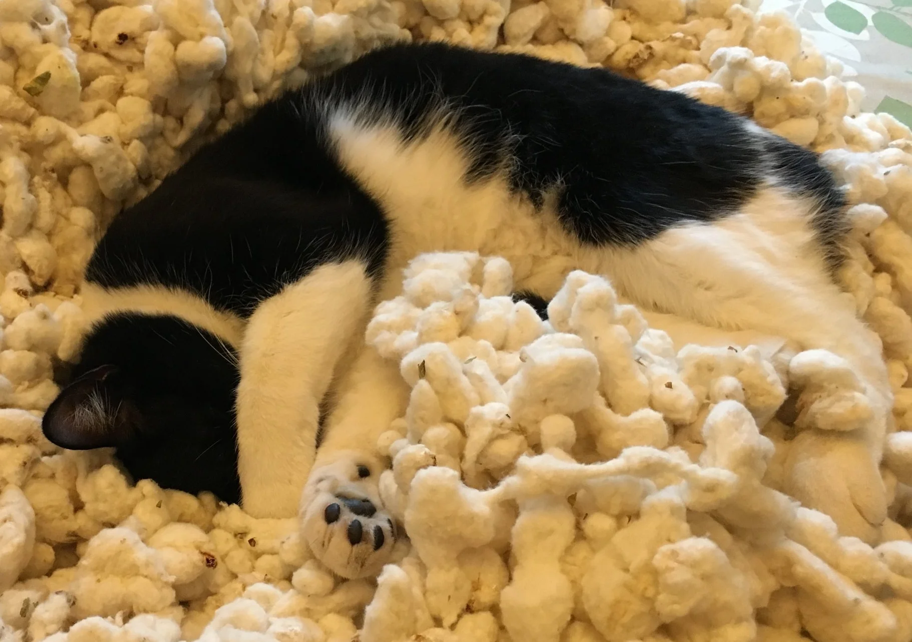 Ginning Up Some Cotton