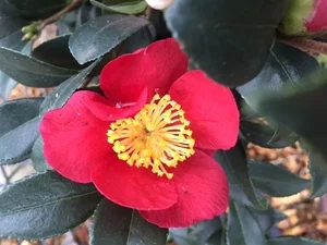 Winter Blooming Plants at Rat City Studios