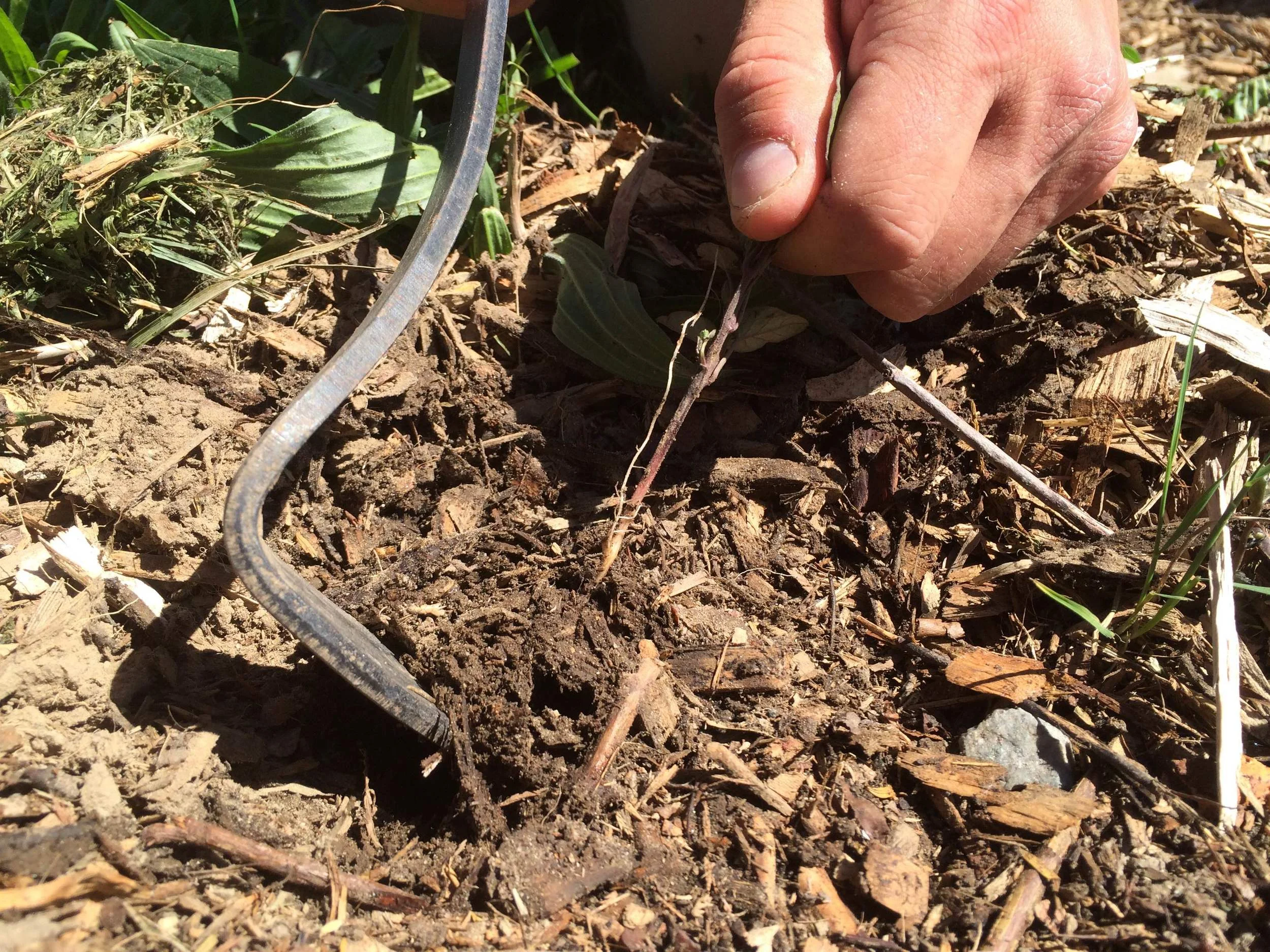 Favorite Tool for A Weed Free Garden!