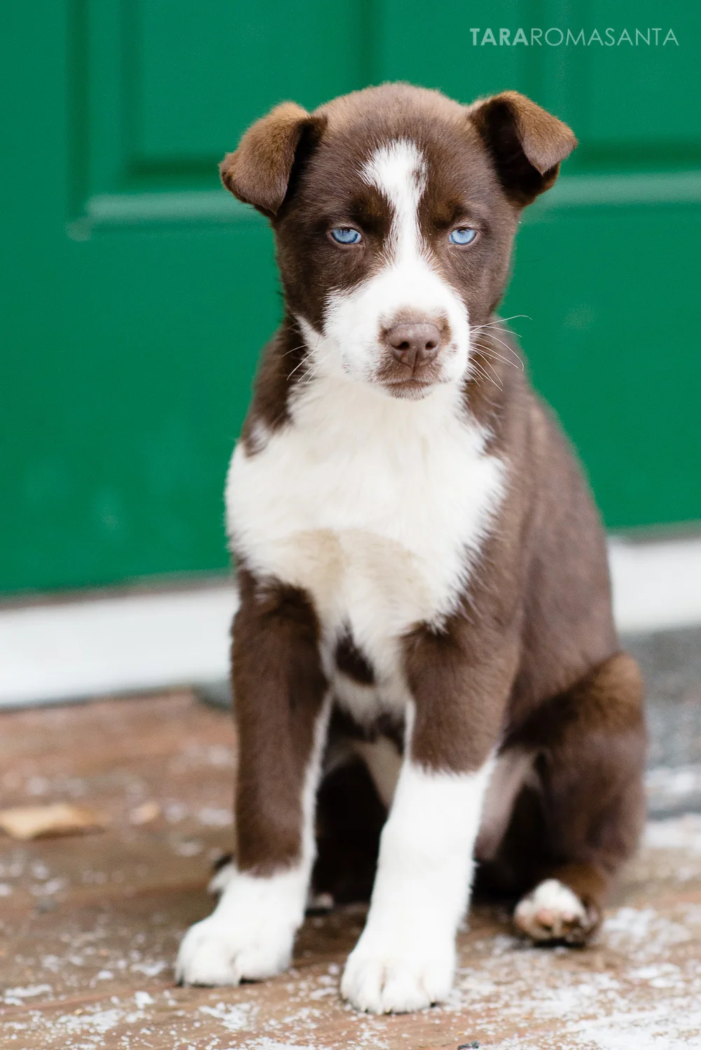 puppies from Alaska Dog & Puppy Rescue