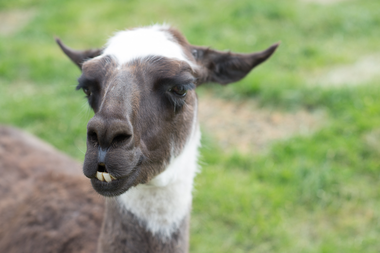 llama.jpg