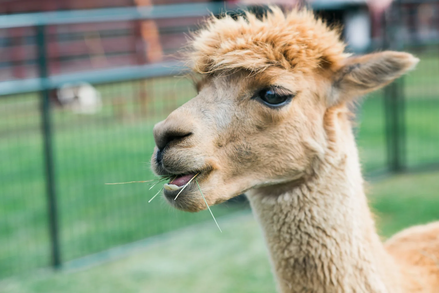 alpaca.jpg