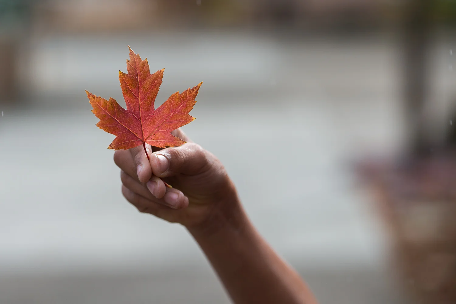 handheld red leaf.jpg