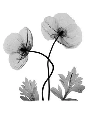 Two Red Poppies