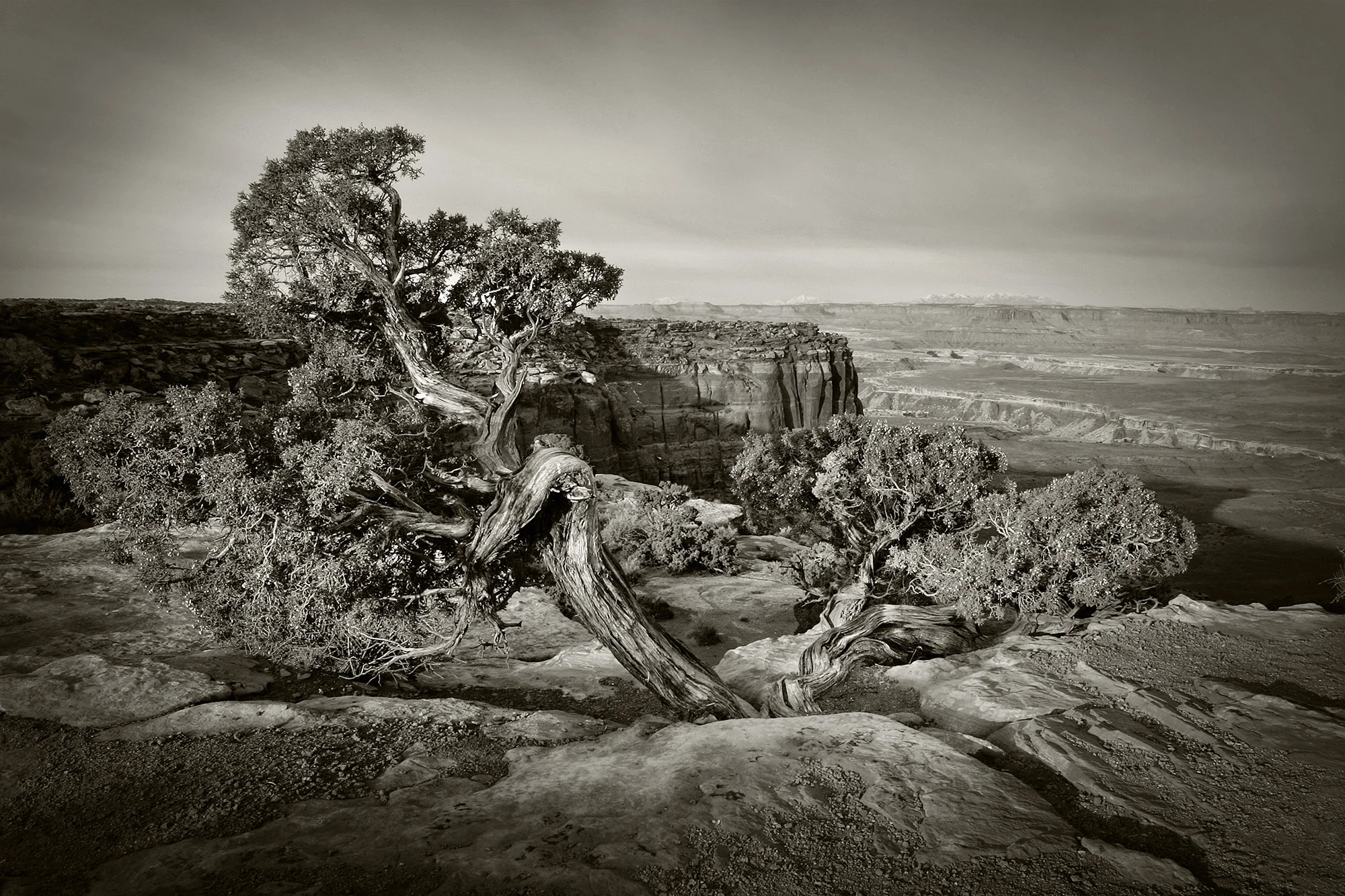 Canyonlands Juniper