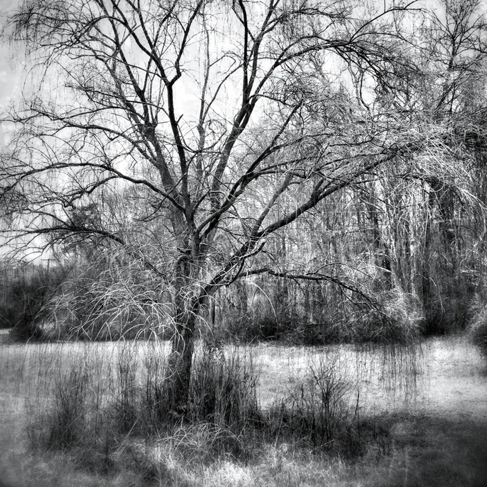 Weeping Tree