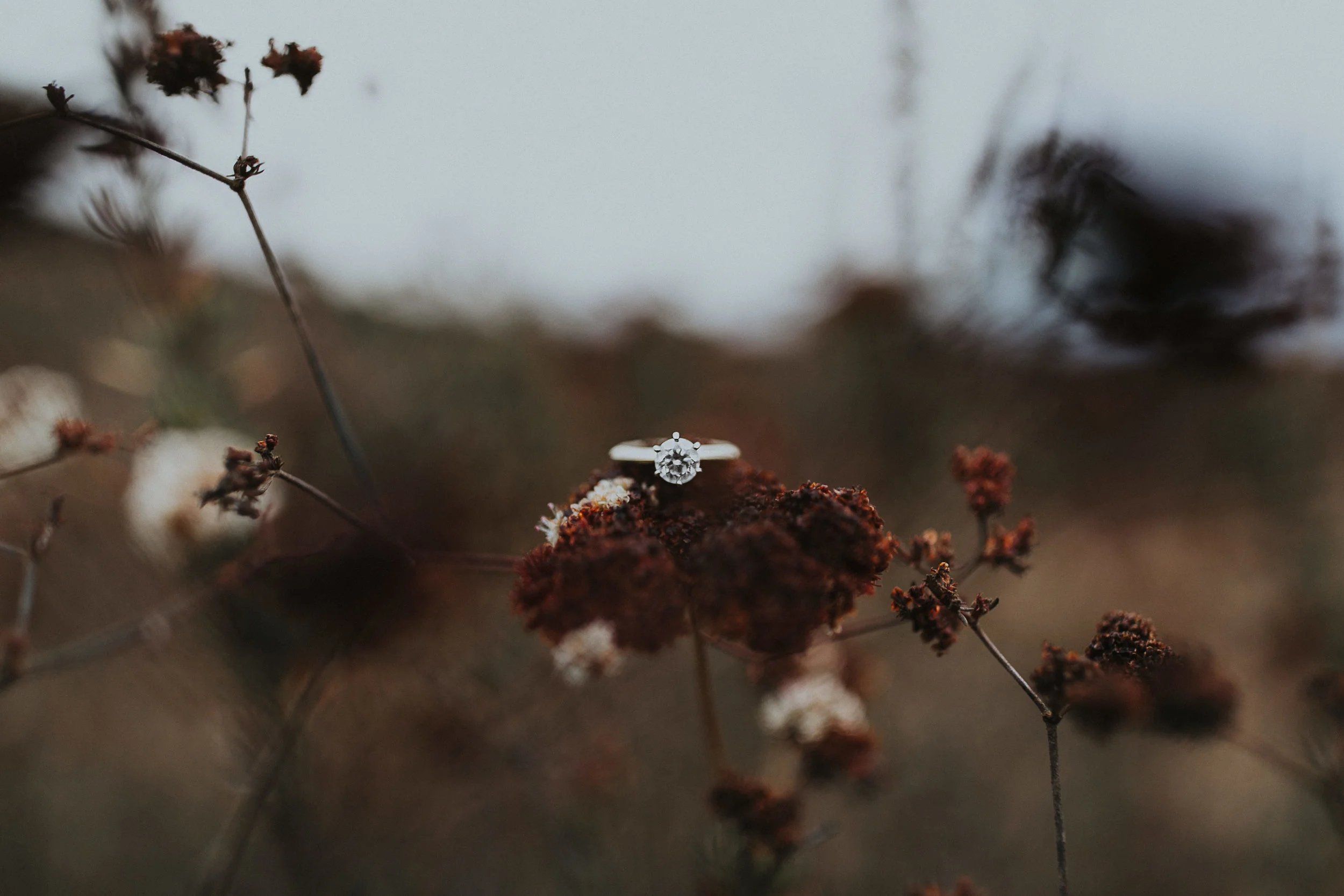 David + Suzanne - Engagement-56.jpg