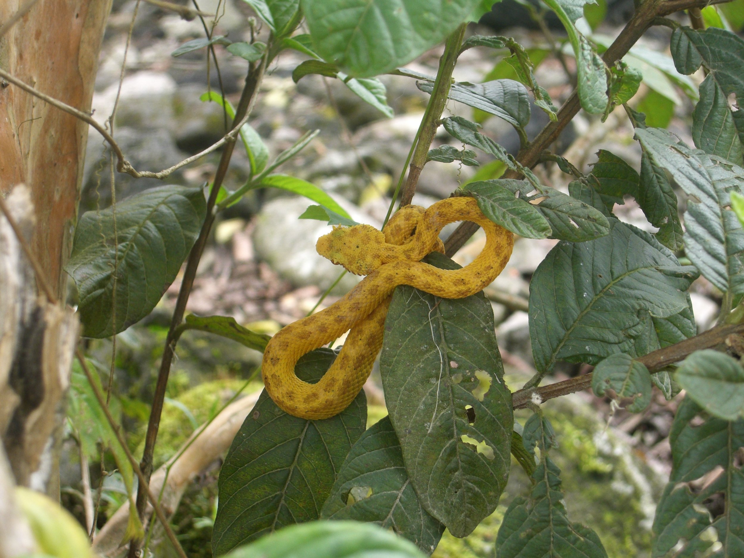  Wandering around cacao farms can be dangerous, especially when extremely poisonous vipers are hanging out. 