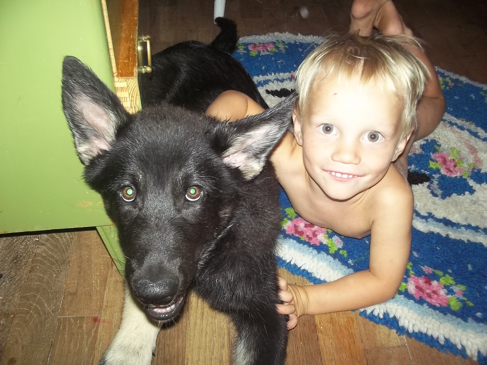 Zog - an extraordinary dog