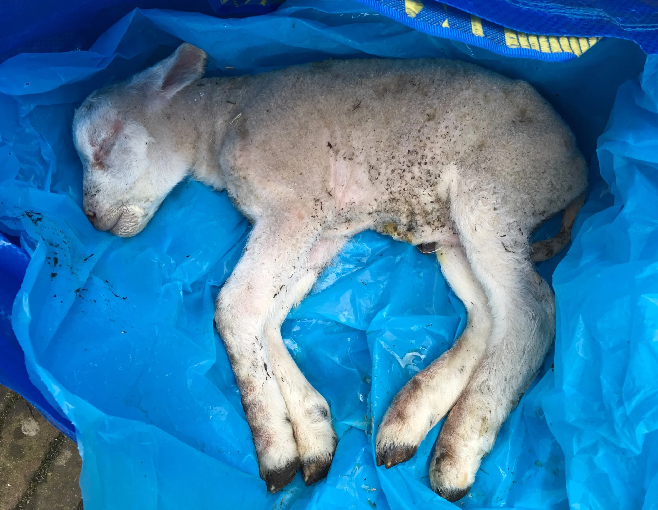 Lammetje (doodgeboren) 2022