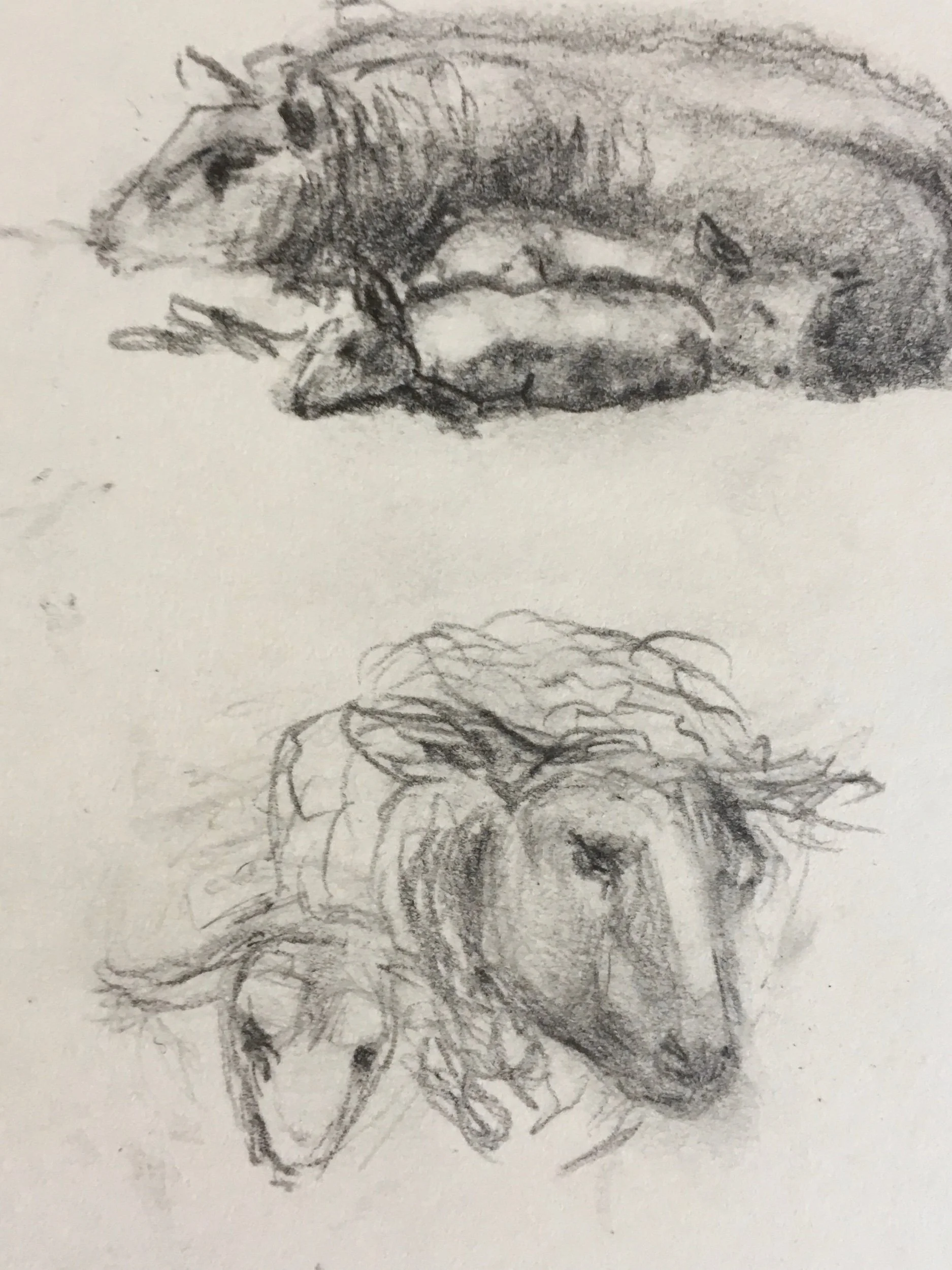 Hoe het had kunnen zijn. Schets in de schapenstal.