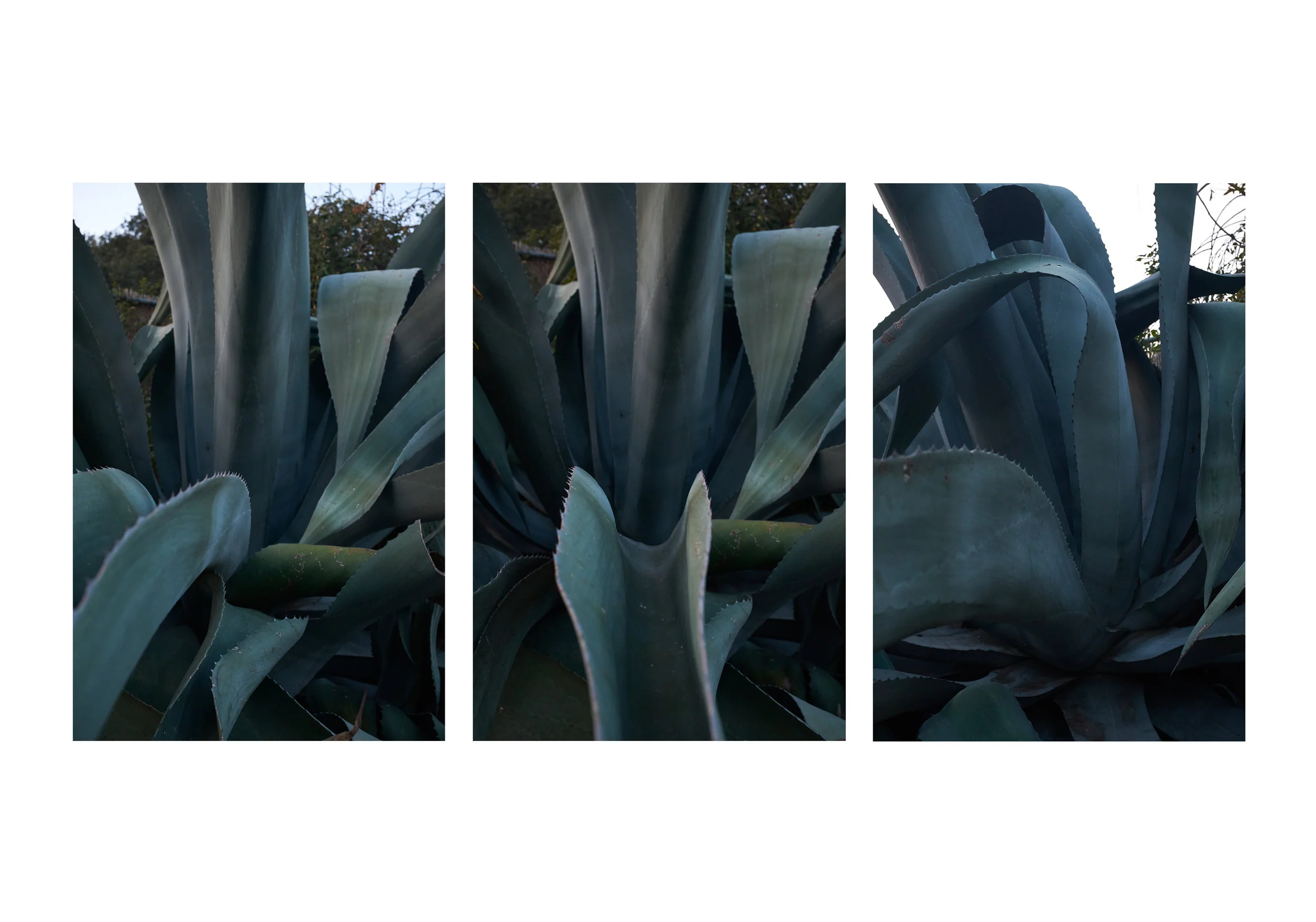 Agave.jpg
