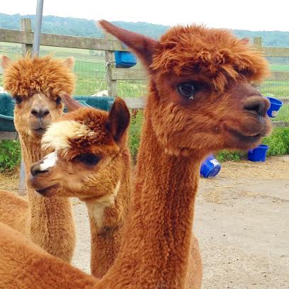  The nice alpaca farmer let us visit with his beautiful herd (is it a herd?) of these cartoon-y guys and gals. &nbsp;As my buddy Lee Ann would say, "they have great hair-dos."
