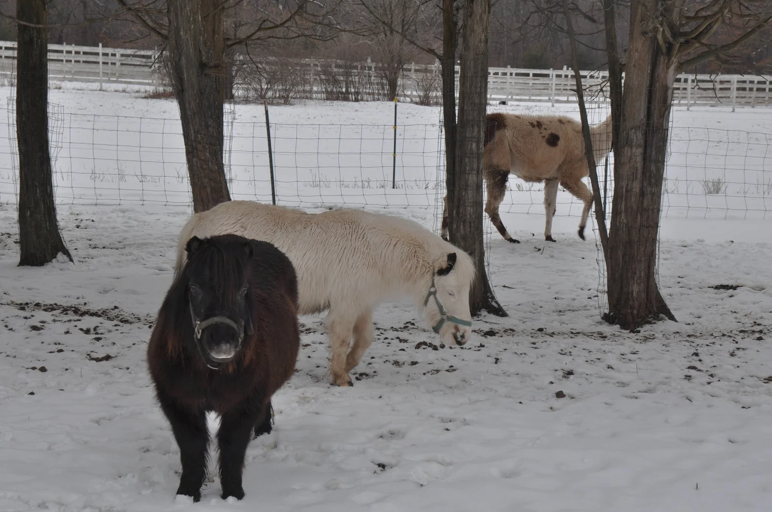 I wasted no time going to check out the animals. &nbsp;Mini Donkeys.T