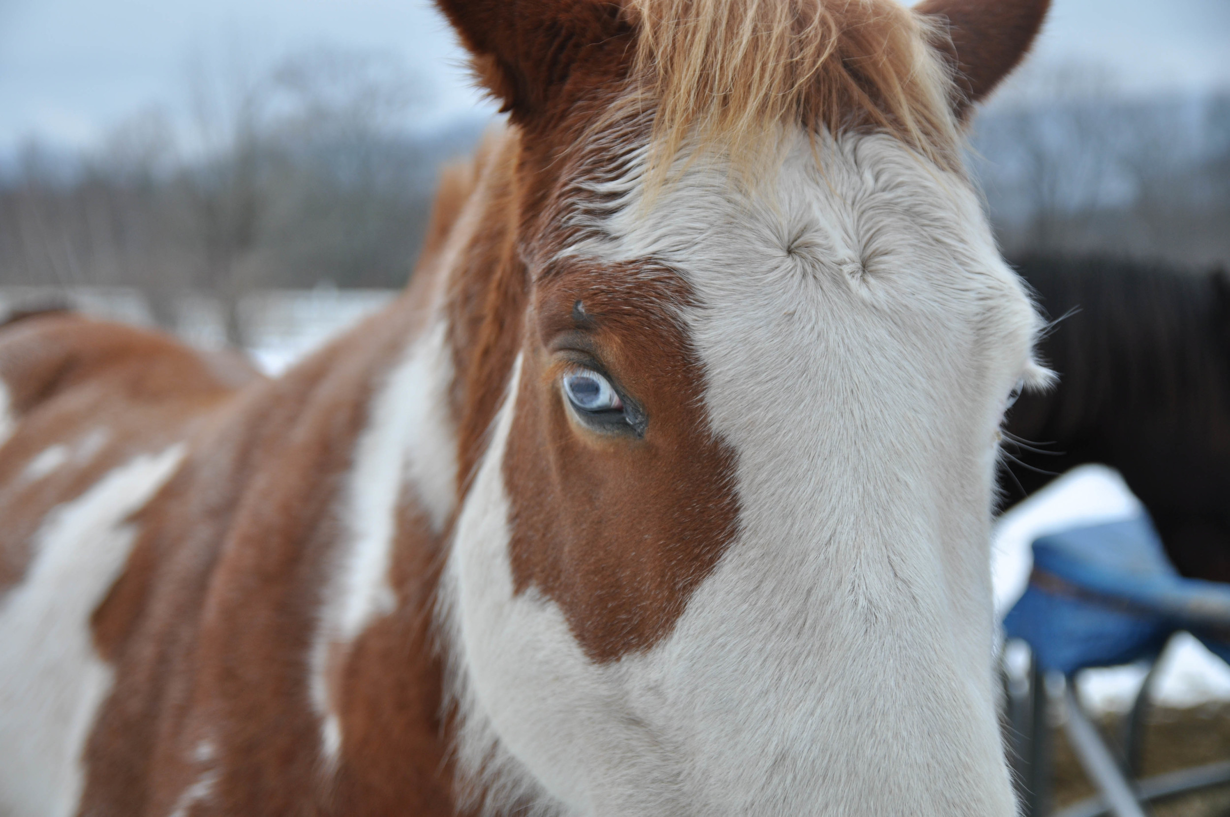 Thanks to my friend Sue, I learned that some "paint" horses have blue eyes!