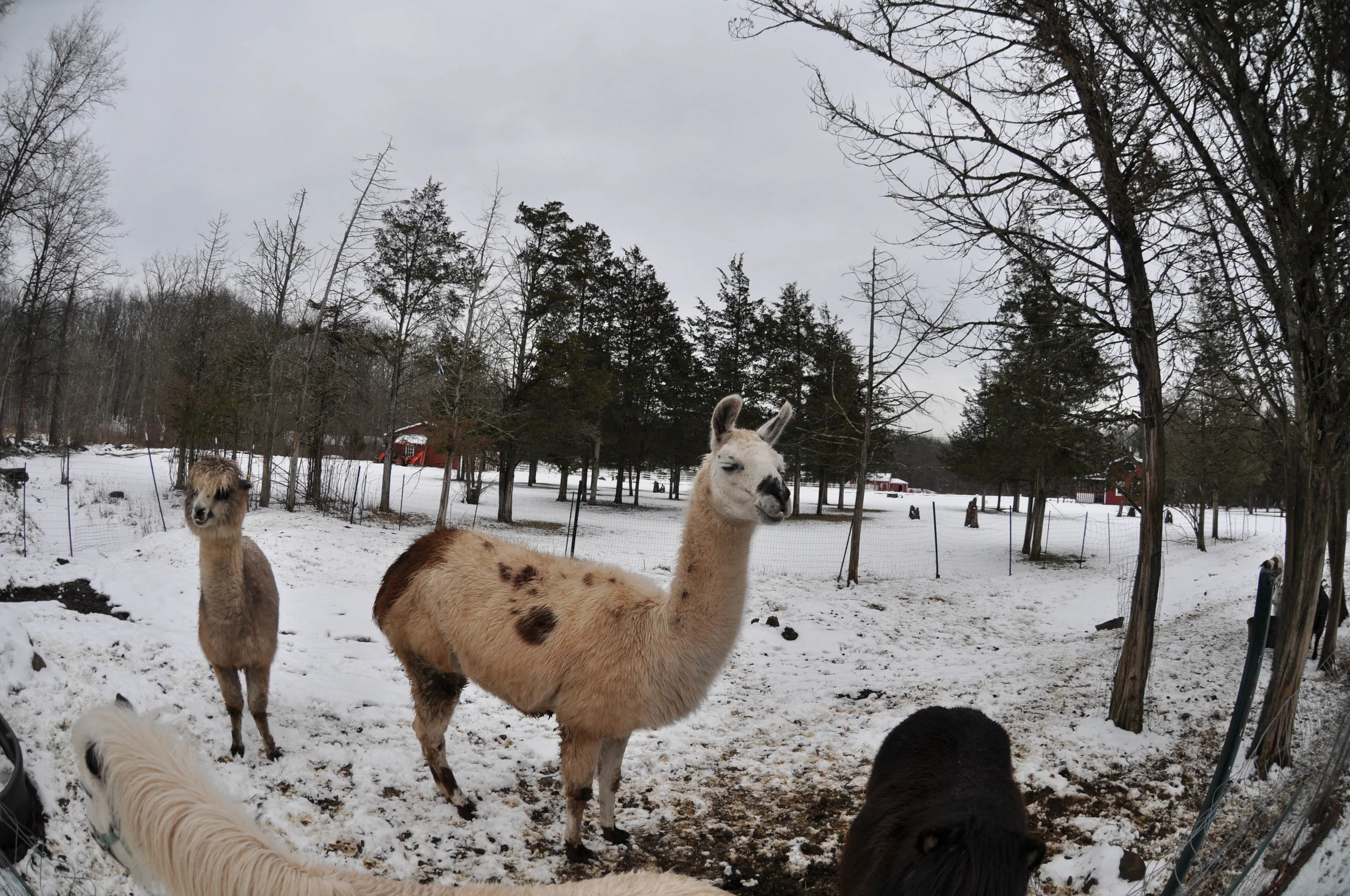 I love alpacas. &nbsp;I seek them out. &nbsp;The farm had three alpacas. &nbsp;They were interested enough to come check us out, but mostly kept their distance and gave us a bunch of side-eye. &nbsp;The most aloof alpacas ever! &nbsp;I'm still a lit…