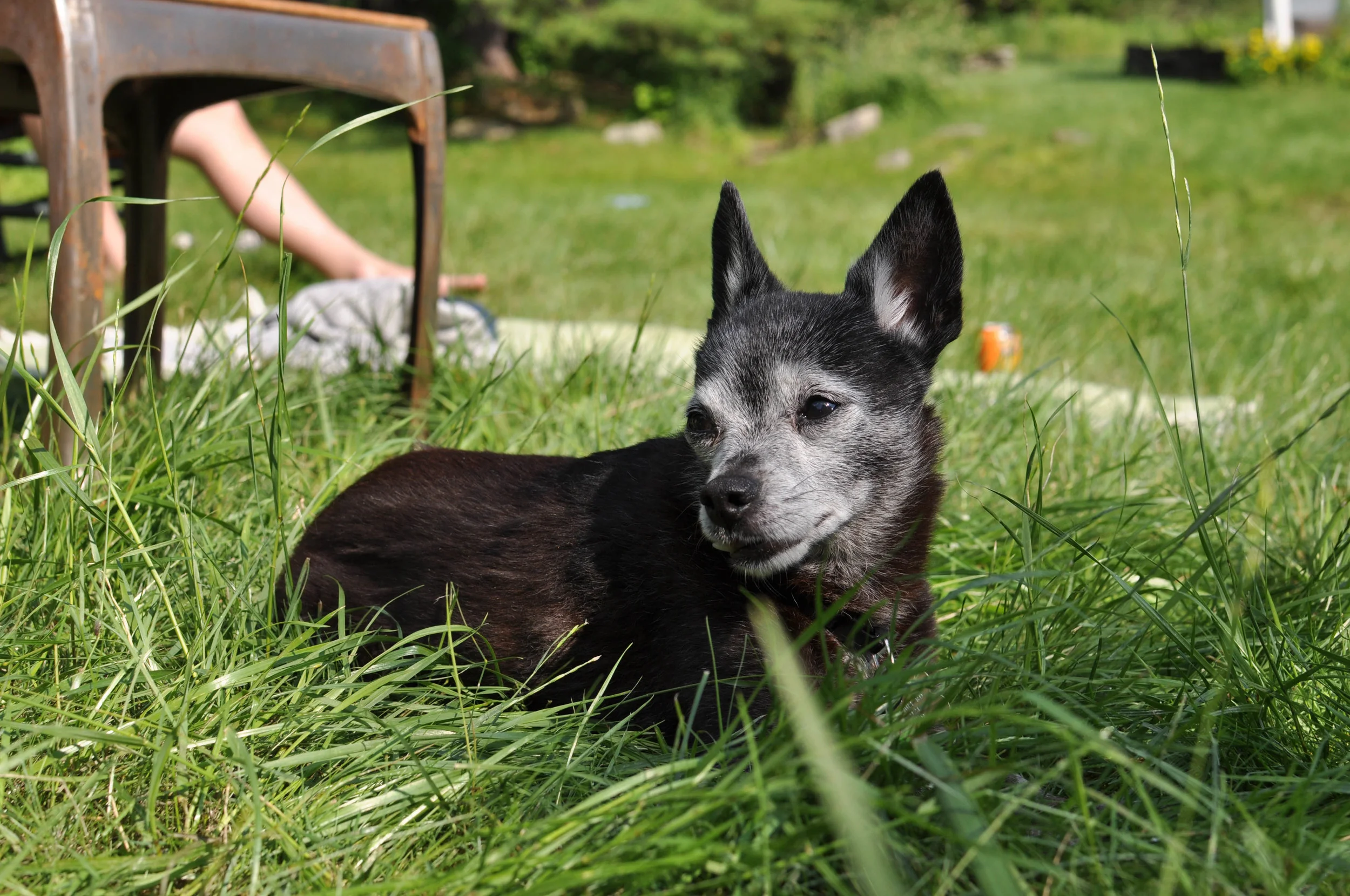 Guido, the (now) 16 year old dynamo.