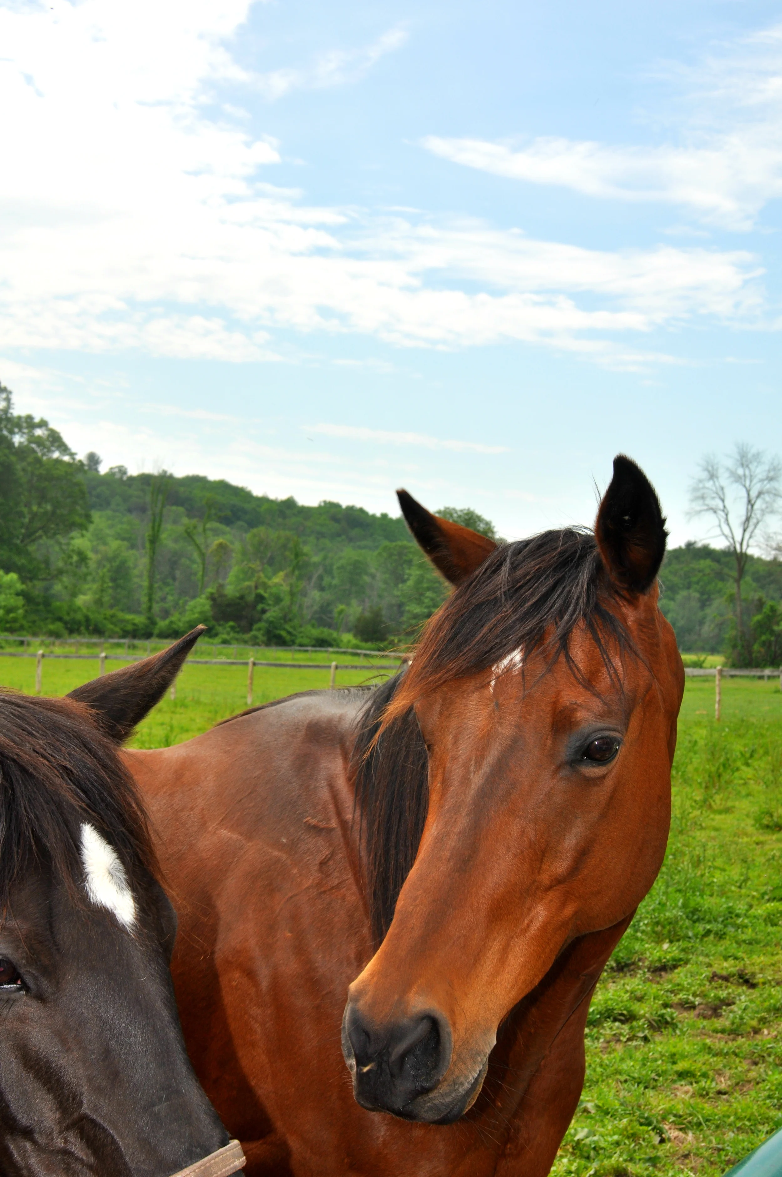 The horses at the farm were so obviously well taken care of and were learning to get used to people. &nbsp;
