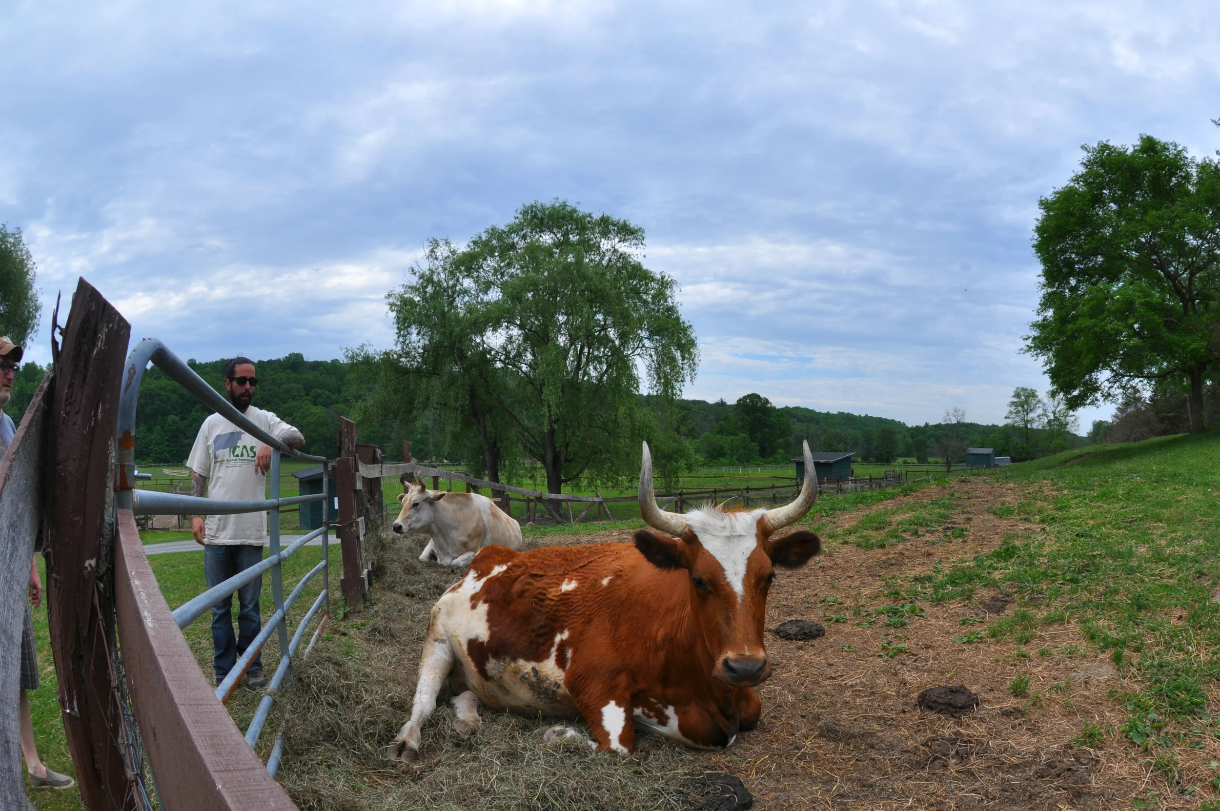 Really nice cows. &nbsp;Mellow and licky. &nbsp;(not words I've used together, previously)