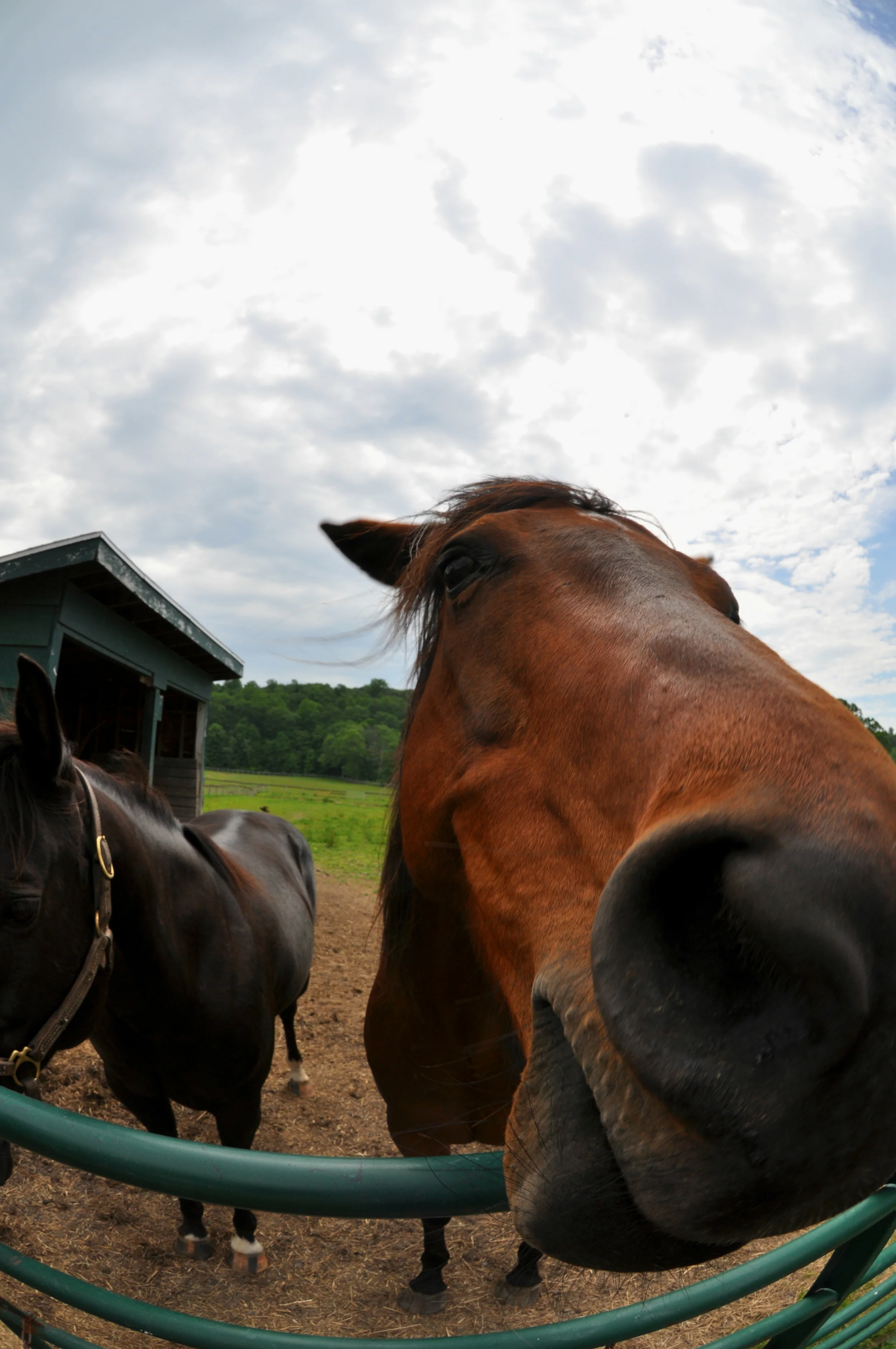 Horses and fish eyes!