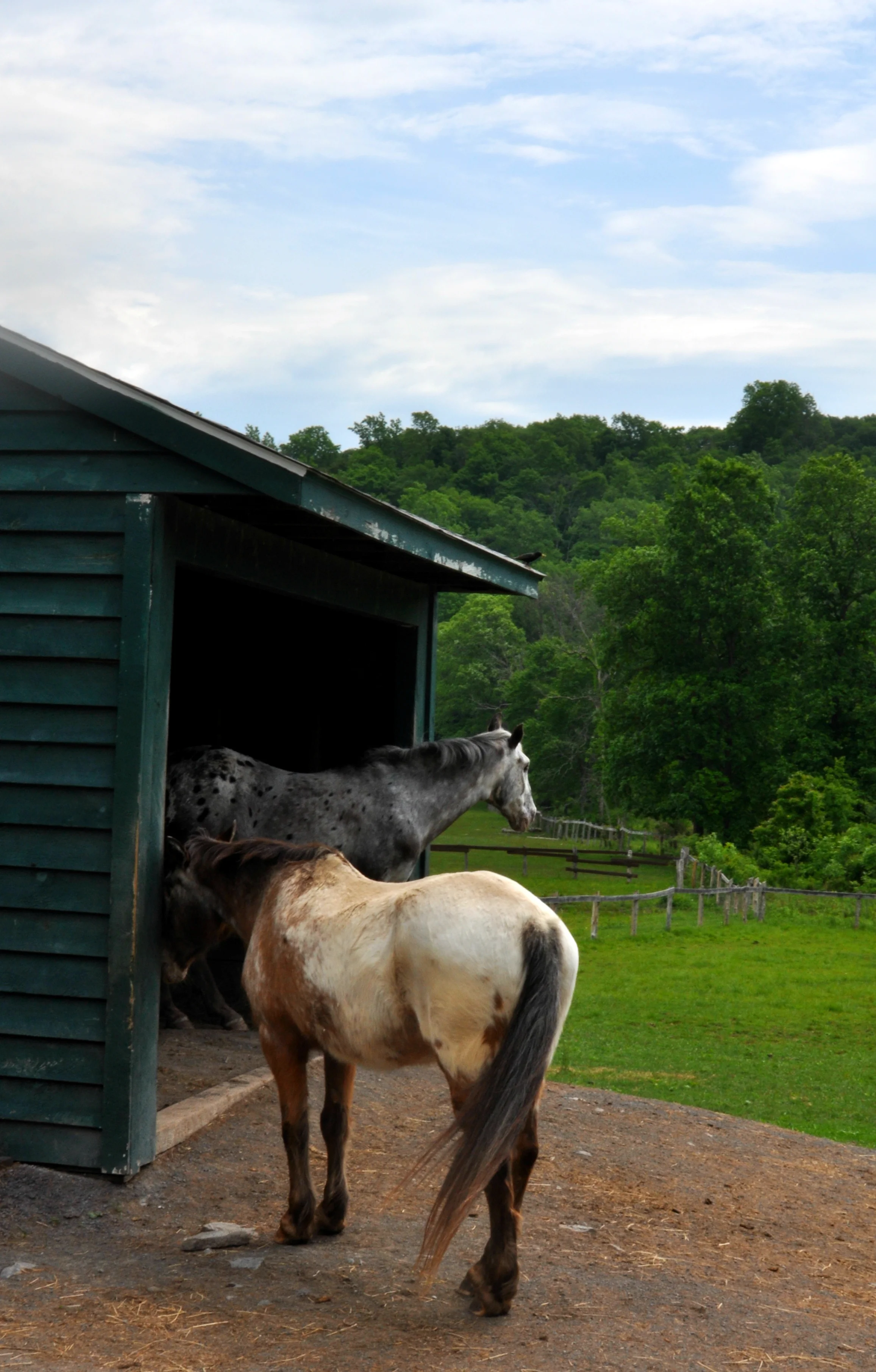There are two blind horses and a blind donkey on the property. &nbsp;These guys were beatufiul in their own way. &nbsp;(The donkey did a little more bonking into the fence). &nbsp;