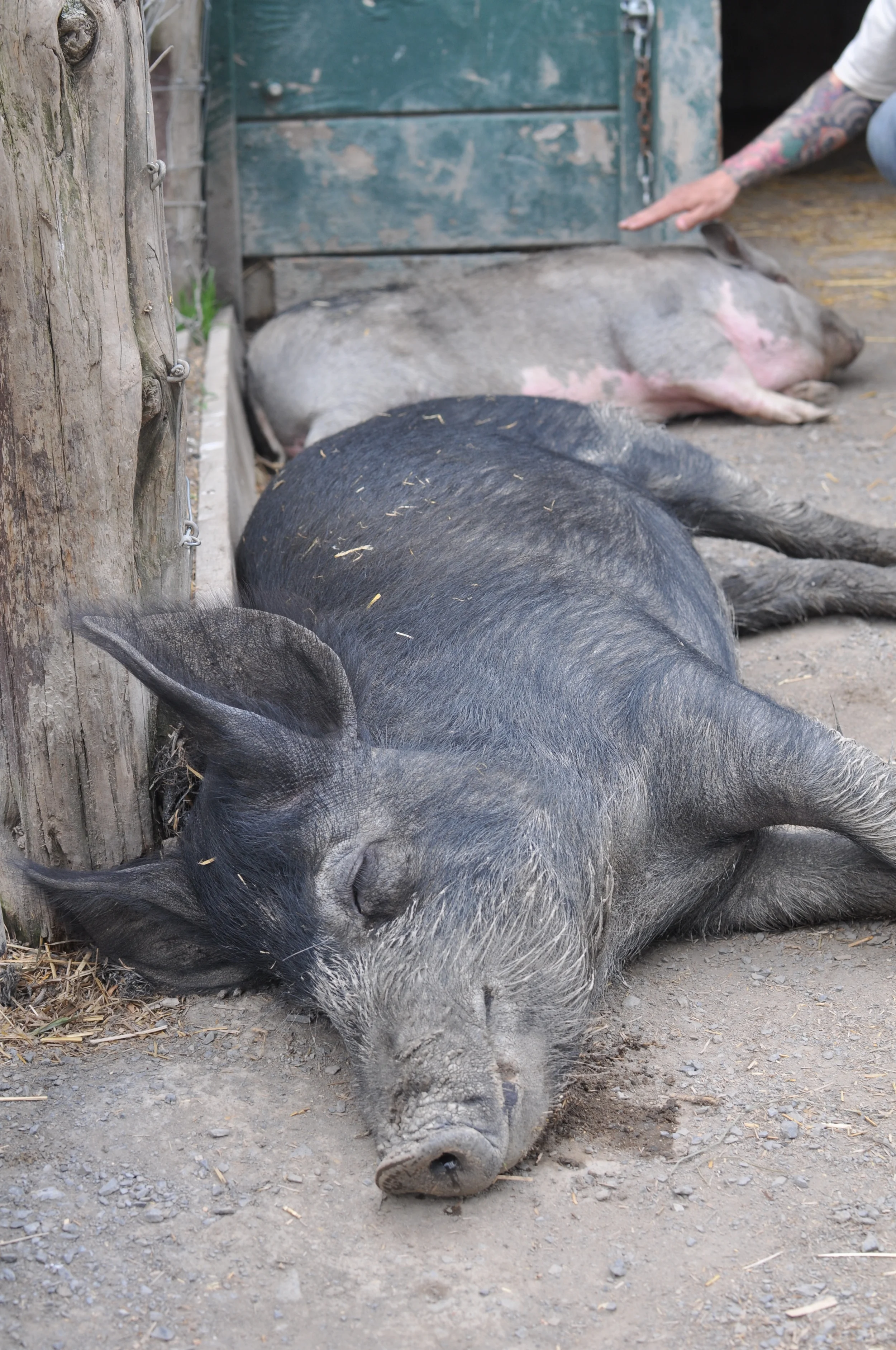 Jasmine (foreground) and Sister Mary Francis are quite the farm celebrities. &nbsp;I wish I could be half as entertaining to crowds while dirty and napping. &nbsp; 