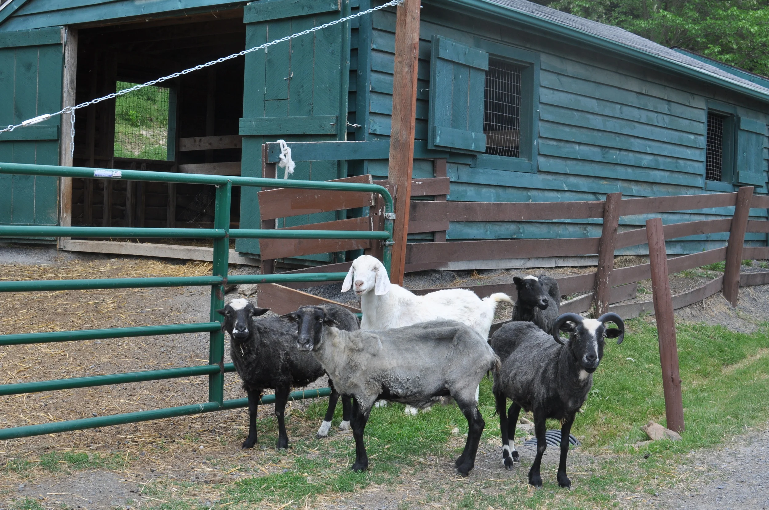 Apparently a lot of the sheep share a baby sheep Daddy. &nbsp;Git it!