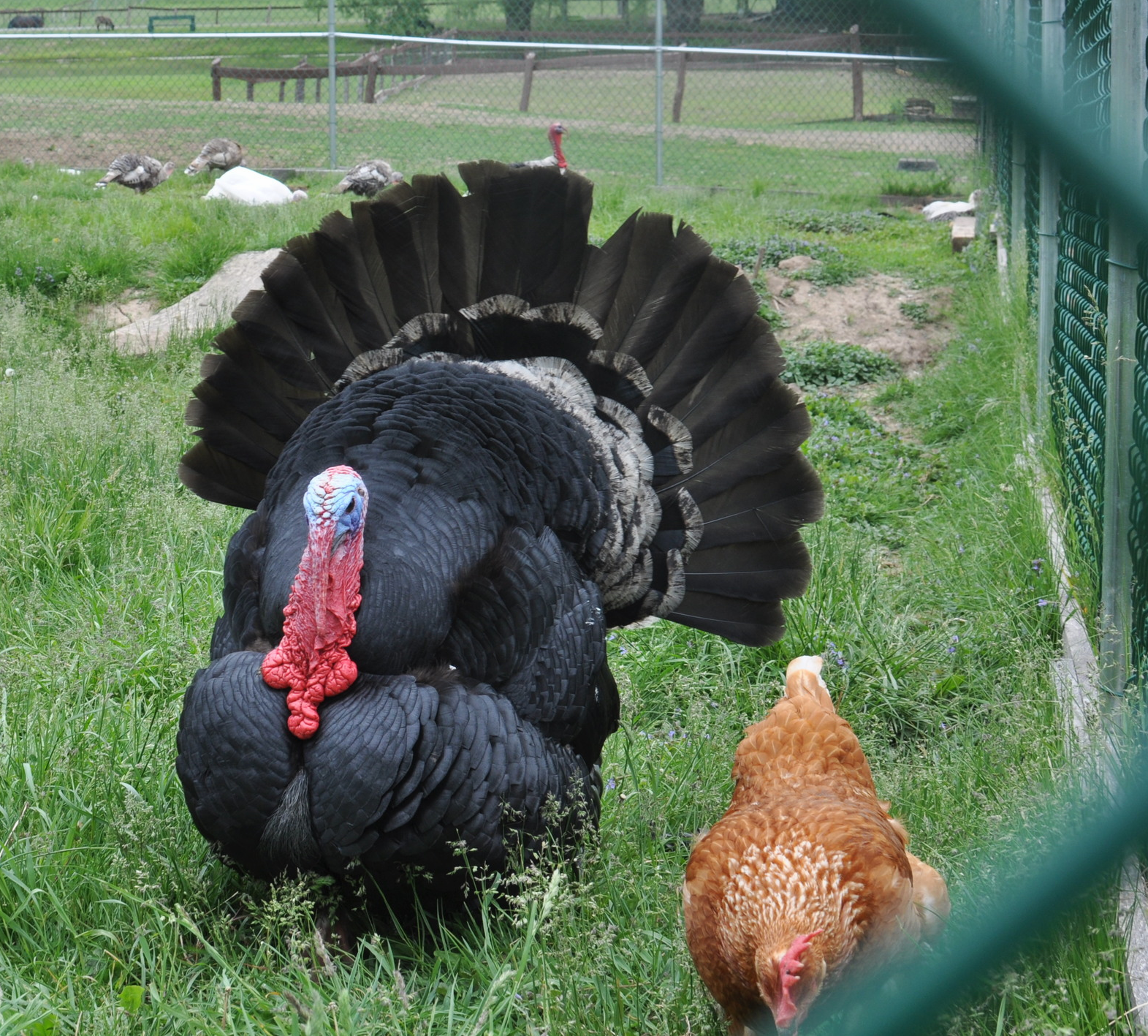 The tour has bookended birds. &nbsp;See ya turkeys! 