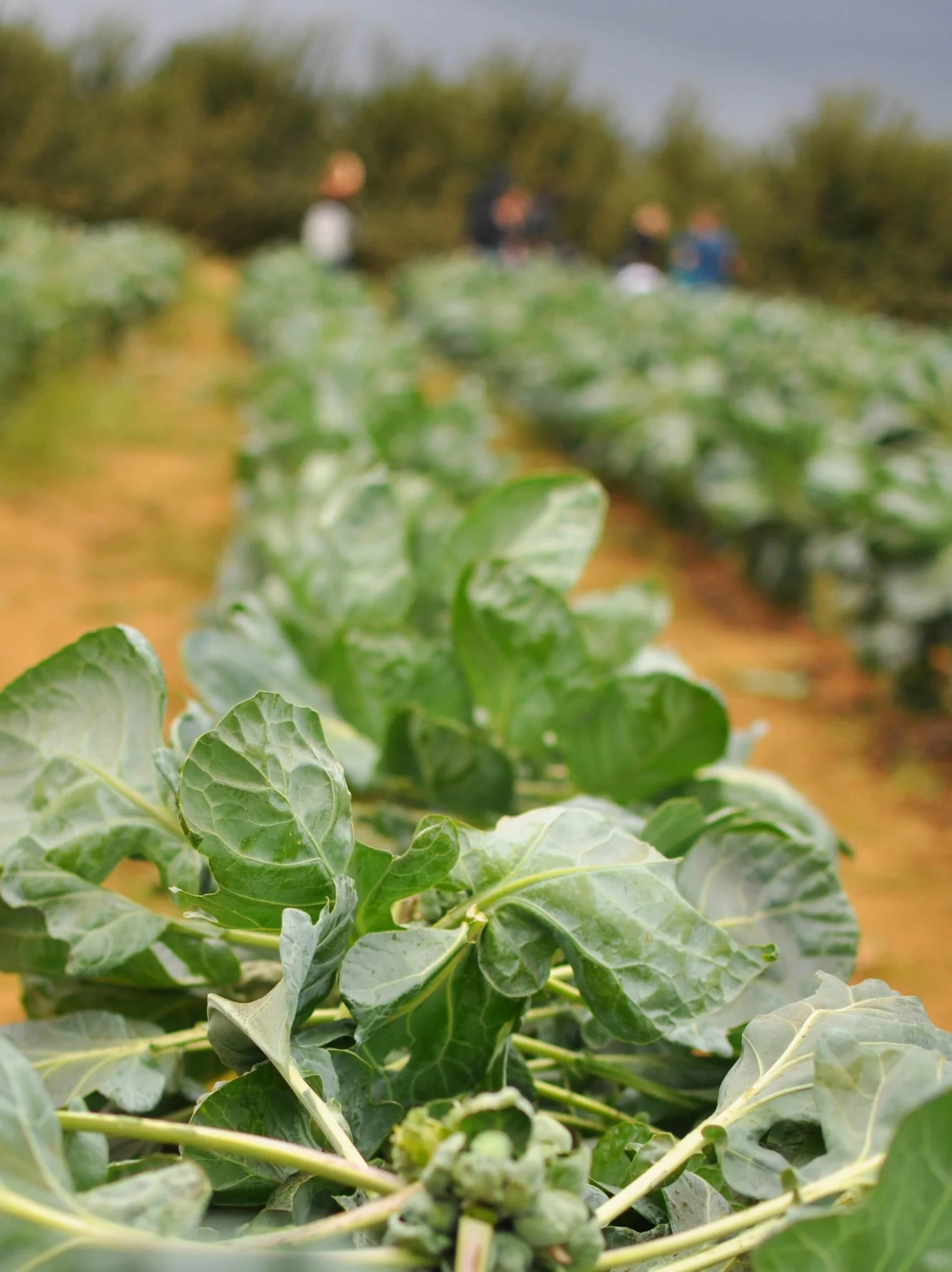 There was a brussels sprout patch! &nbsp;I've never picked my own sprouts, but it was pretty darn fun. &nbsp;