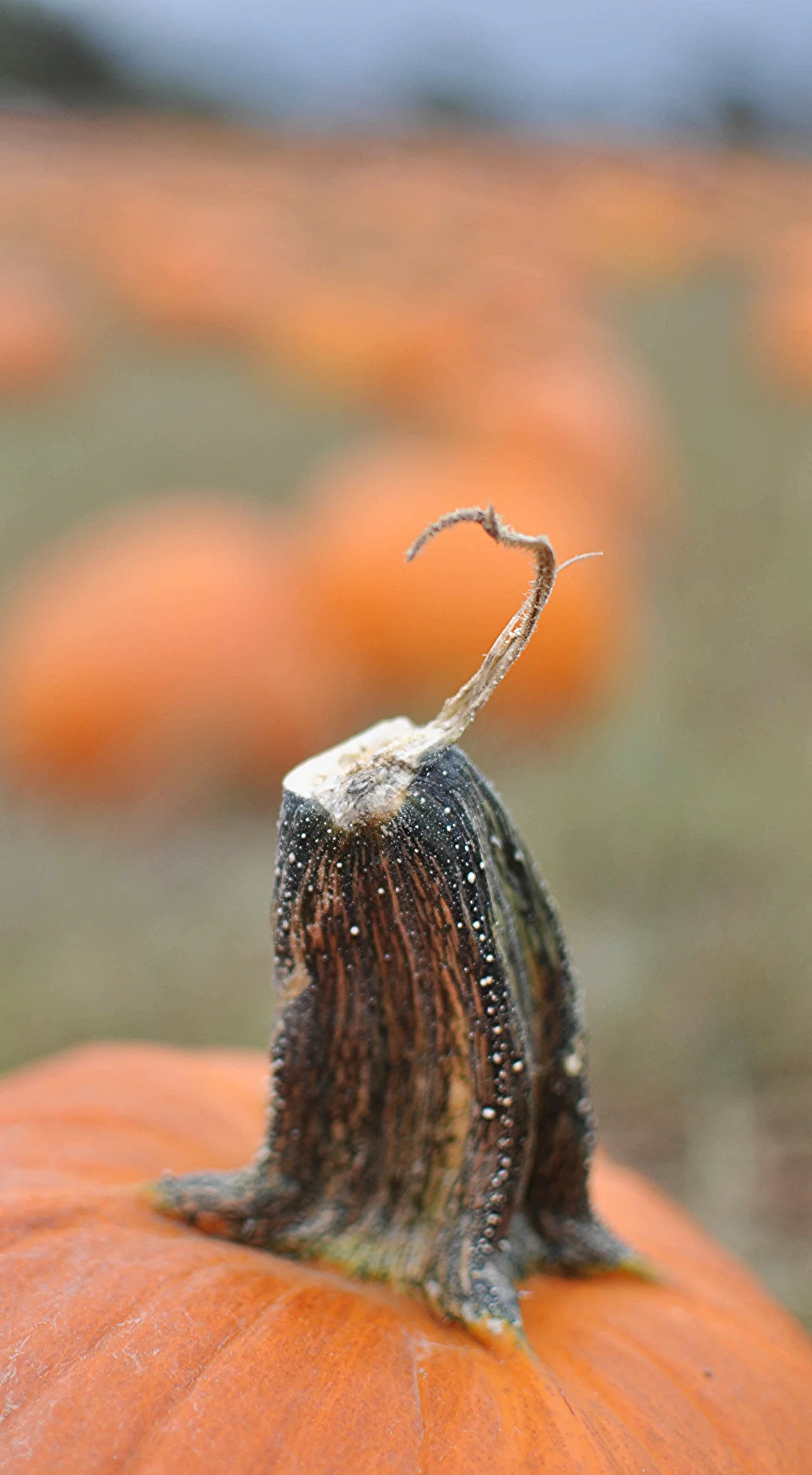 Lowlight of the pumpkin patch: &nbsp;Dad screaming at his children to "sit their ass back on the pumpkin" to get the family picture. &nbsp;Yeeeeeesh dude.